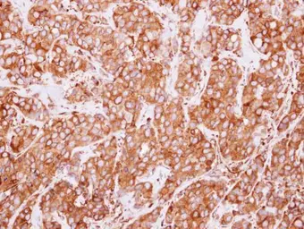 Anti-ERP72 antibody used in IHC (Paraffin sections) (IHC-P). GTX115263