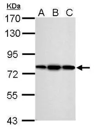 Anti-ERP72 antibody used in Western Blot (WB). GTX115263