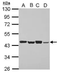 Anti-PSMD6 antibody used in Western Blot (WB). GTX115303