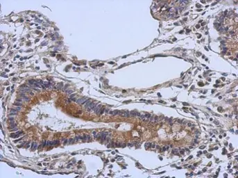 Anti-DGCR2 antibody [N2C1], Internal used in IHC (Paraffin sections) (IHC-P). GTX115329