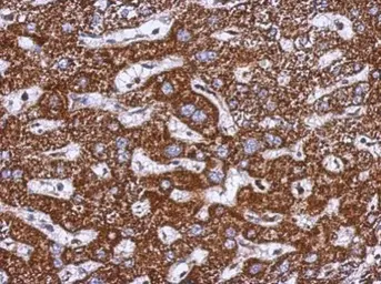 Anti-TOM1L1 antibody [N2C2], Internal used in IHC (Paraffin sections) (IHC-P). GTX115333