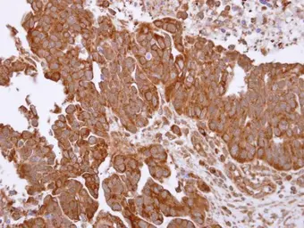 Anti-TRAP1 antibody [N1N3] used in IHC (Paraffin sections) (IHC-P). GTX115352