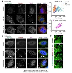 Anti-Vinexin antibody [N3C2], Internal used in Immunocytochemistry/ Immunofluorescence (ICC/IF). GTX115362