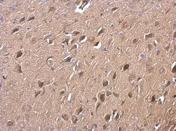 Anti-RGS14 antibody [N1N3] used in IHC (Paraffin sections) (IHC-P). GTX115457