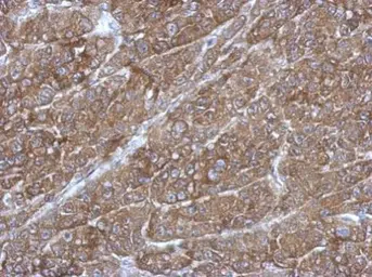 Anti-RGS14 antibody [N1N3] used in IHC (Paraffin sections) (IHC-P). GTX115457