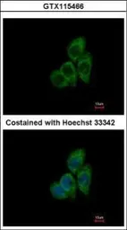 Anti-TCP1 theta antibody used in Immunocytochemistry/ Immunofluorescence (ICC/IF). GTX115466