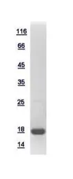 Human Histone H3.3B protein, His tag. GTX115549-pro