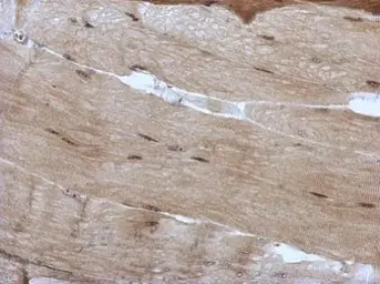 Anti-PRDM4 antibody used in IHC (Paraffin sections) (IHC-P). GTX115579