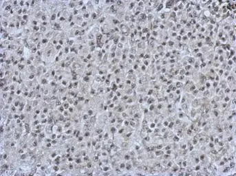 Anti-PRDM4 antibody used in IHC (Paraffin sections) (IHC-P). GTX115579