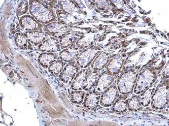 Anti-MTF2 antibody used in IHC (Paraffin sections) (IHC-P). GTX115634