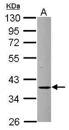 Anti-FBXO8 antibody used in Western Blot (WB). GTX115811