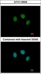 Anti-ZNF345 antibody [N1N3] used in Immunocytochemistry/ Immunofluorescence (ICC/IF). GTX115939