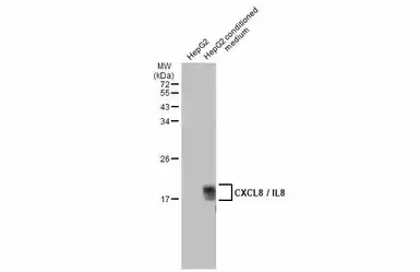 Anti-CXCL8 / IL8 antibody used in Western Blot (WB). GTX115959