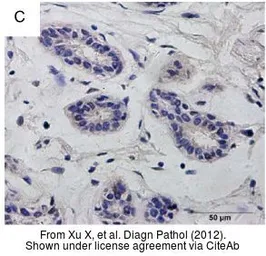 Anti-DNMT1 antibody [N1], N-term used in IHC (Paraffin sections) (IHC-P). GTX116011