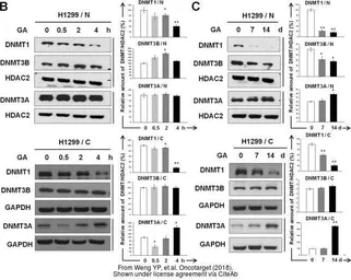 Anti-DNMT1 antibody [N1], N-term used in Western Blot (WB). GTX116011