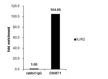 Anti-DNMT1 antibody [N1], N-term used in ChIP assay (ChIP assay). GTX116011