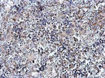 Anti-TAL1 antibody [C2C3], C-term used in IHC (Paraffin sections) (IHC-P). GTX116020