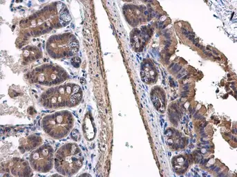 Anti-VPS36 antibody used in IHC (Paraffin sections) (IHC-P). GTX116124