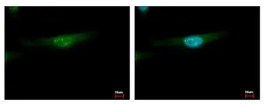 Anti-YBX2 antibody [N2C2], Internal used in Immunocytochemistry/ Immunofluorescence (ICC/IF). GTX116127