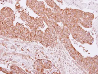 Anti-UBA6 antibody [N1N3] used in IHC (Paraffin sections) (IHC-P). GTX116307