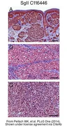 Anti-Chromogranin C antibody used in IHC (Paraffin sections) (IHC-P). GTX116446