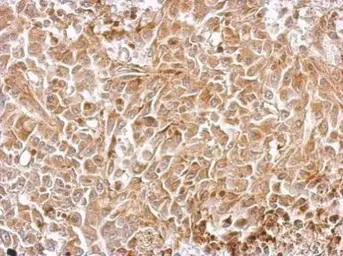 Anti-Chromogranin C antibody used in IHC (Paraffin sections) (IHC-P). GTX116446