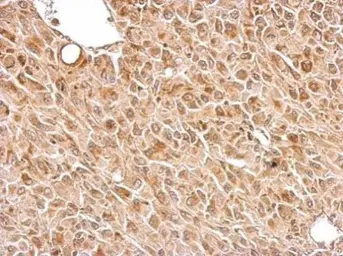 Anti-Chromogranin C antibody used in IHC (Paraffin sections) (IHC-P). GTX116446