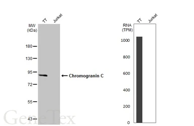 Anti-Chromogranin C antibody used in Western Blot (WB). GTX116446