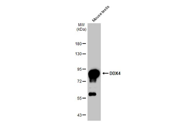 Anti-DDX4 antibody [C1C3] used in Western Blot (WB). GTX116575