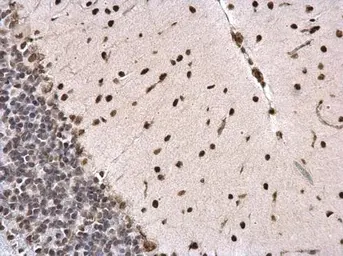 Anti-PTBP2 antibody used in IHC (Paraffin sections) (IHC-P). GTX116704