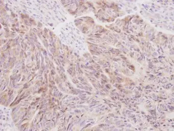 Anti-SIL1 antibody [N1C2] used in IHC (Paraffin sections) (IHC-P). GTX116756