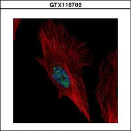 Anti-NOL6 antibody [C2C3], C-term used in Immunocytochemistry/ Immunofluorescence (ICC/IF). GTX116786