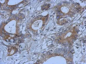 Anti-G72 antibody used in IHC (Paraffin sections) (IHC-P). GTX117488