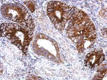 Anti-GPS2 antibody used in IHC (Paraffin sections) (IHC-P). GTX117560