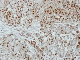 Anti-DUT antibody used in IHC (Paraffin sections) (IHC-P). GTX117563