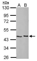 Anti-NUDC antibody used in Western Blot (WB). GTX117622