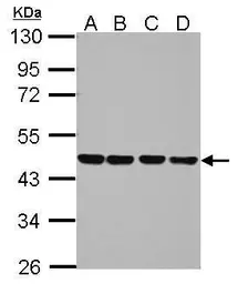 Anti-NUDC antibody used in Western Blot (WB). GTX117622