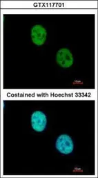 Anti-WDR4 antibody used in Immunocytochemistry/ Immunofluorescence (ICC/IF). GTX117701