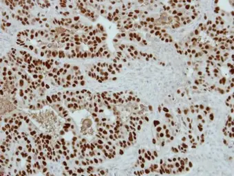 Anti-WDR4 antibody used in IHC (Paraffin sections) (IHC-P). GTX117701