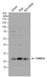 Anti-TXNDC9 antibody [N1C3-2] used in Western Blot (WB). GTX117713