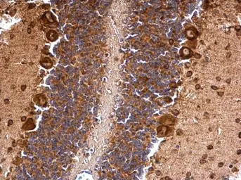 Anti-Musashi 2 antibody [N1C1] used in IHC (Paraffin sections) (IHC-P). GTX117808