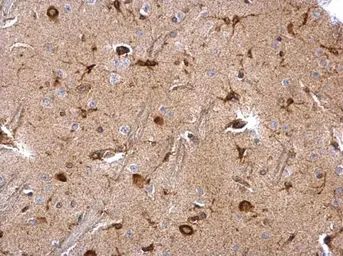 Anti-Musashi 2 antibody [N1C1] used in IHC (Paraffin sections) (IHC-P). GTX117808