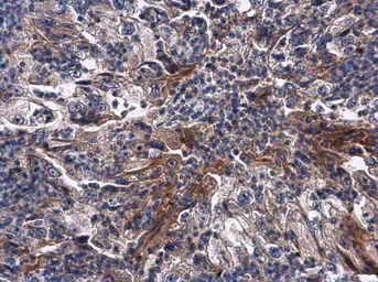 Anti-RNF133 antibody used in IHC (Paraffin sections) (IHC-P). GTX117869