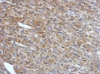 Anti-RNF133 antibody used in IHC (Paraffin sections) (IHC-P). GTX117869