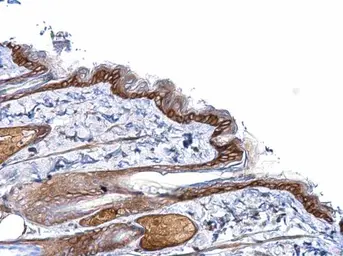 Anti-PCDHB1 antibody used in IHC (Paraffin sections) (IHC-P). GTX117895