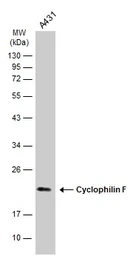 Anti-Cyclophilin F antibody [N1C3] used in Western Blot (WB). GTX117951