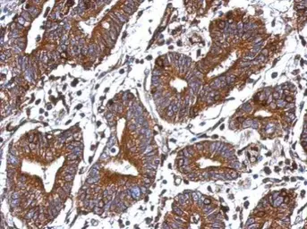 Anti-GIMAP4 antibody used in IHC (Paraffin sections) (IHC-P). GTX117992