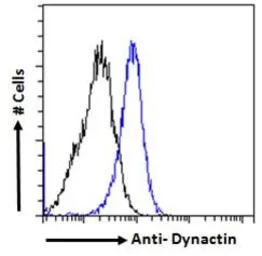 Anti-DCTN1 antibody, C-term used in Flow cytometry (FCM). GTX11806