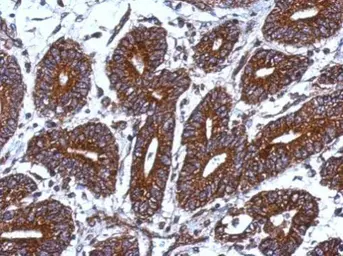 Anti-MRPS18B antibody used in IHC (Paraffin sections) (IHC-P). GTX118100