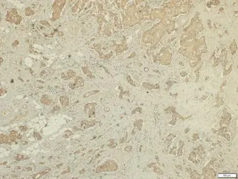 Anti-FSTL1 antibody [N1C3] used in IHC (Paraffin sections) (IHC-P). GTX118134